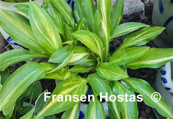 Hosta Swoosh